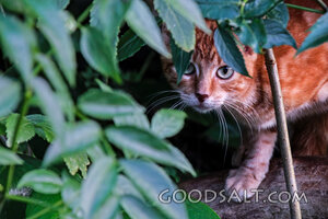 Tabby Cat Hidden in Garden Leaves