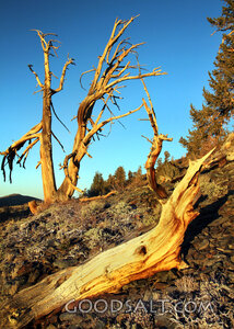 Weathered Trees in the Wilderness