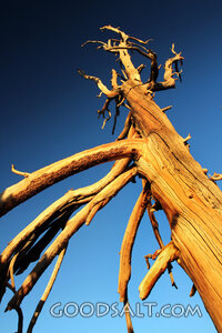 Root Out of Dry Ground