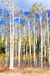 Aspen Grove in Creation Light