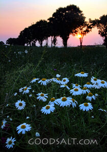 Flowers of the Field at Sunset