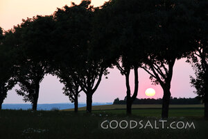 Sunset Through the Trees