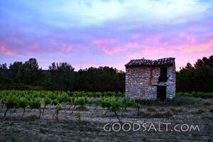Vineyard at Evening