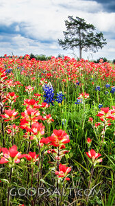 Wildflowers of the Creator