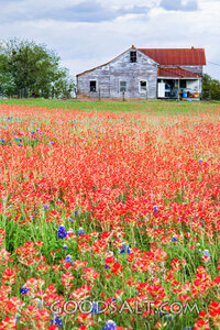 Wildflower Field by the Weathered Barn