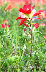 Wildflowers of the Field