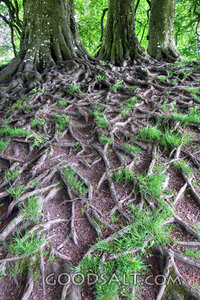 Roots Beside Living Waters