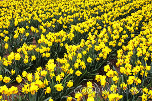 Field of Spring Daffodils