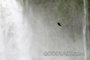 Soaring Above the Waterfall Mist