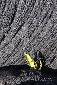 New Life from the Rock