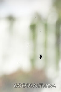 Spider on a Hidden Web