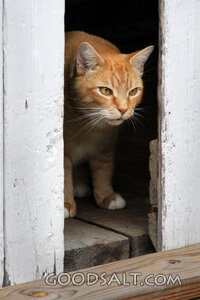Ginger Cat at the Threshold