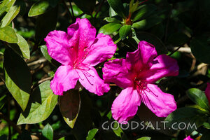 Azalea Blossoms in Garden Light
