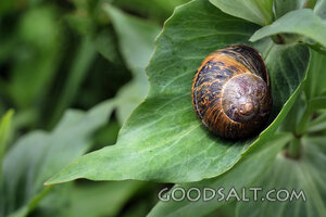 Snail Resting on a Garden Leaf