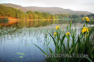 Still Waters and Wild Irises