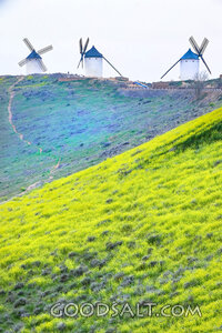 Windmills Above the Flowering Hillside