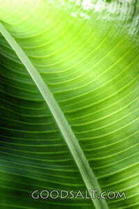 Leaf Veins of Creation