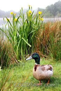Duck Beside the Still Waters