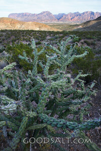 Desert Cactus Before the Mountains