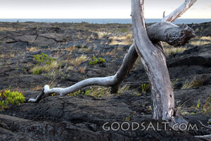 Weathered Tree on the Lava Wilderness