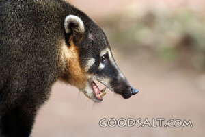 Coati in God’s Creation