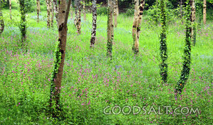 Woodland Meadow in Spring