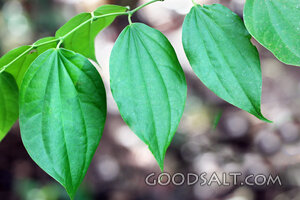 Leaves of Renewal