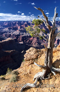 Juniper Over the Canyon
