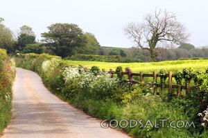 Country Lane Beside the Fields