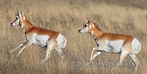 Pronghorns Running Through the Grassland
