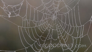Dew on the Spider Web