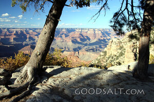 Canyon Majesty Beneath the Pines