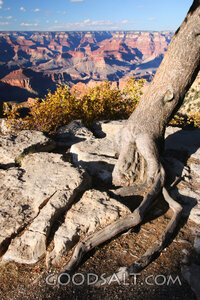 Roots at the Canyon Rim