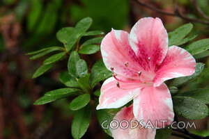 Rain-Kissed Azalea Blossom