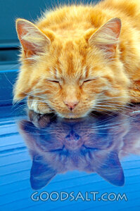 Resting Orange Tabby Reflection