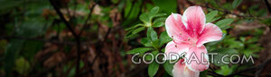Azalea Blossom in God’s Creation