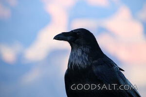 Raven of Providence