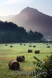 Morning Harvest Beneath the Mountains