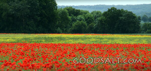 Wildflower Meadow of Creation