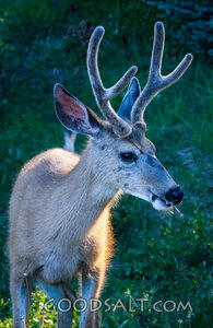 Buck in Velvet Antlers