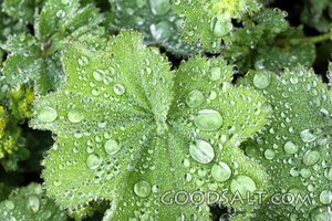 Dew of Creation