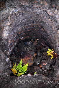 Rock Hollow with New Life