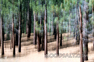 Pine Forest Sanctuary