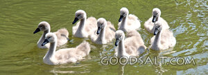 Cygnets on Still Waters
