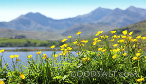 Wildflowers Beside the Mountain Lake