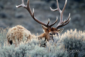 Elk Stag Among the Sagebrush