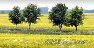Trees in a Flowering Field