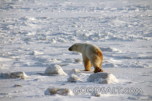 Polar Bear on Arctic Sea Ice