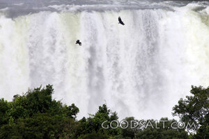 Birds Above the Roaring Falls