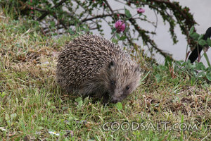 Hedgehog in the Garden Grass